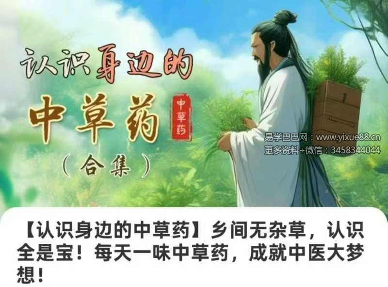【认识身边的中草药】乡间无杂草，认识全是宝！每天一味中草药，成就中医大梦想！